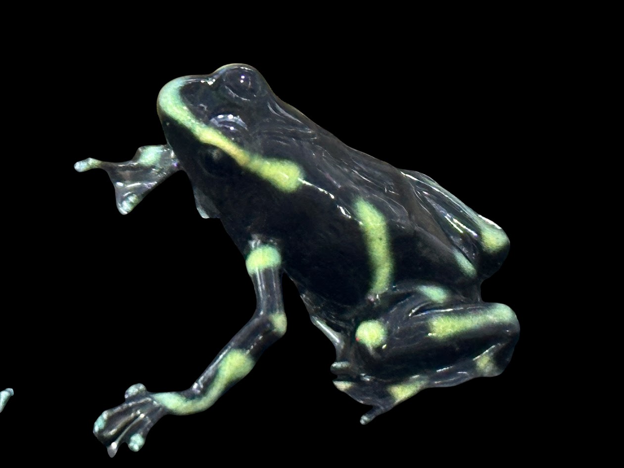 【BearsFrog】マダラヤドクガエル パルマルノルテ 約2~3cm 1匹|BearsFrog 店