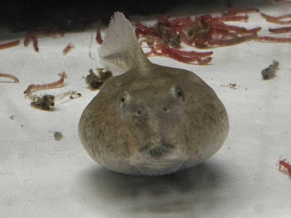 【BearsFrog】ホオチャコツノガエル（白墨ガエル×ホオコケツノガエル） お滅多に無いじゃくし 約4～5ｃｍ 5匹