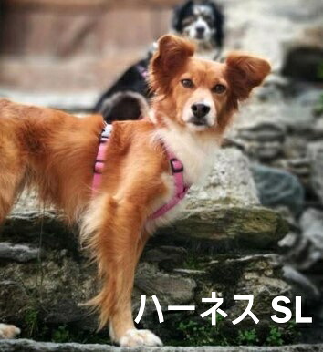 ハキハナハーネス【H】【SL大きさ】小型犬【イタリア共和国・ハキハナ社定め事品 5年引きうける】【大きさ取り替えっこ能力のある】ハキハナ社製馬具 愛犬 犬用 軽さ 胴輪