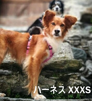 ハキハナハーネス【H】【XXXS大いさ】小型犬【イタリア共和国・ハキハナ社定まり品 5年引き請ける】【大いさ取り替えっこ能力のある】ハキハナ社製馬具 愛犬 犬用 軽さ 胴輪