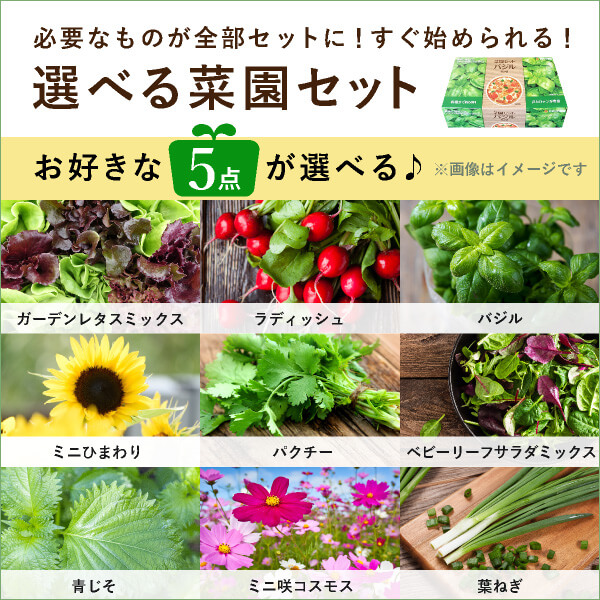 楽天市場 おこもり 巣ごもり おうち時間 あす楽ok 選べる菜園セット5点 おうち時間 菜園 家庭菜園 花 ガーデニング 野菜 ガーデンレタス ラッディシュ バジル ひまわり パクチー ベビーリーフ 青じそ ミニ咲コスモス コスモス 葉ねぎ Bebery ベベリー 楽天市場店