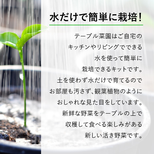 楽天市場 送料無料 テーブル菜園 クレソン 栄養剤1本 おうち時間 菜園 家庭菜園 水耕栽培キット 野菜 クレソン プランター栽培 初心者 家庭菜園セット 栄養剤付 室内 Bebery ベベリー 楽天市場店