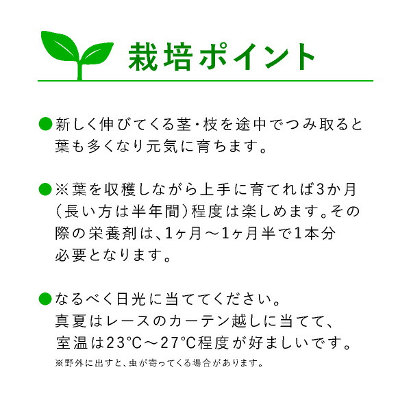 楽天市場 送料無料 テーブル菜園 大葉 栄養剤1本 Bebery ベベリー 楽天市場店