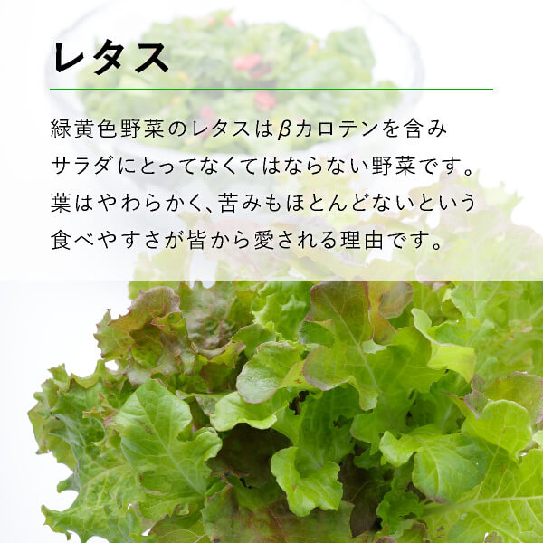 楽天市場 送料無料 テーブル菜園 レタス 大葉 栄養剤4本 Bebery ベベリー 楽天市場店