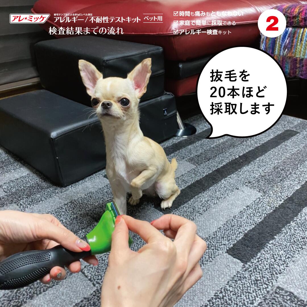 372項目 匹用 アレルギー過敏性検査キットu3000アレミッケu3000 U3000犬u3000猫u3000ペットu3000アレルギー検査 Beregszaszietterem Hu