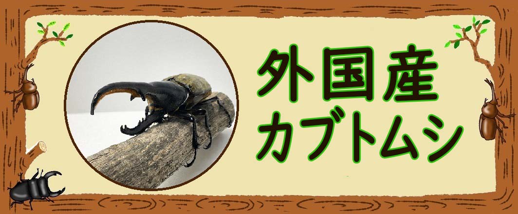 楽天市場】「KBファーム」プロゼリー 16g 100個 ＆ ゼリースプリッター