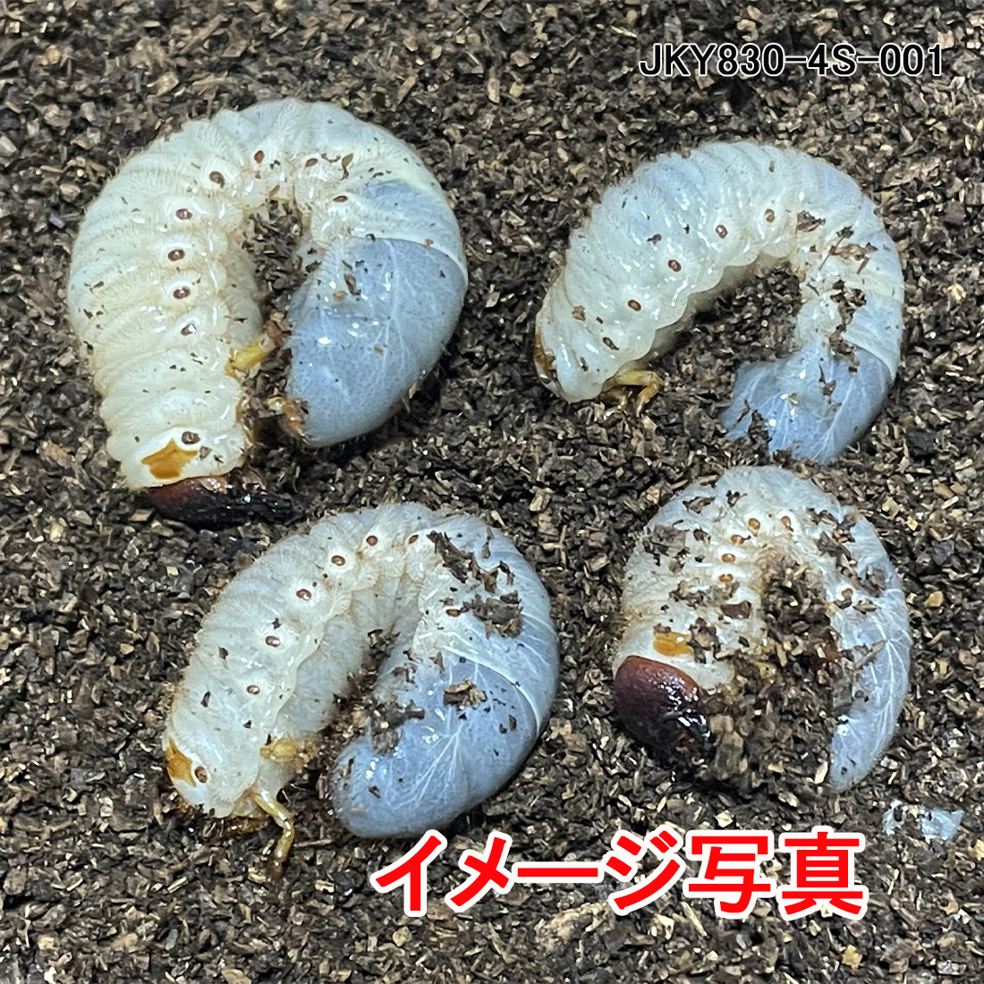 【楽天市場】国産カブトムシ 幼虫(3令幼虫) ２ ２の４頭セット 