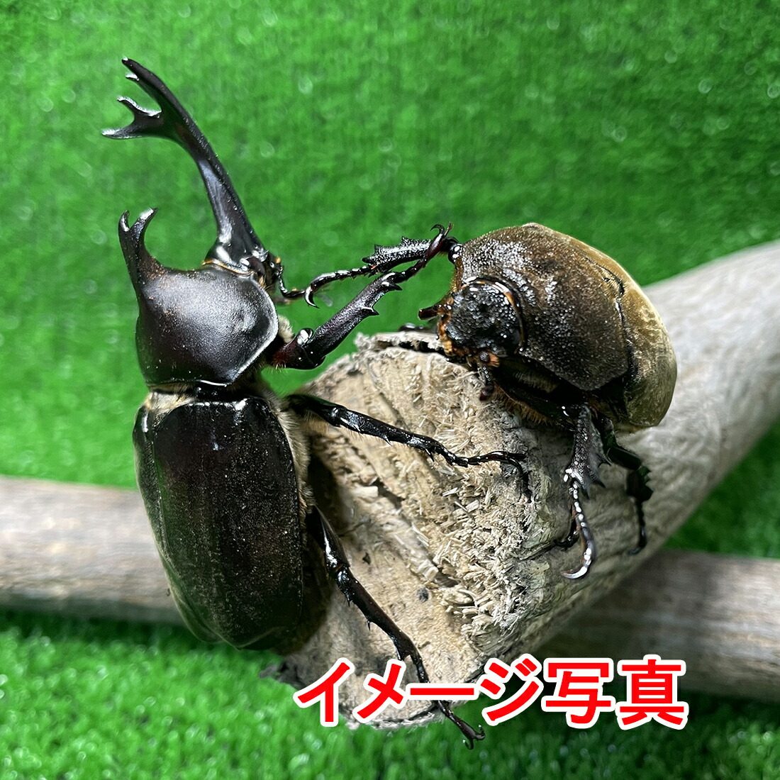 【楽天市場】国産カブトムシ (Ｌ) １ペア ♂X１♀X１の計２頭) 大きなかぶとむし 昆虫 昆虫飼育 ブリード 夏休み  自由研究「ひとつのケースから性を学び、孵化した誕生の神秘、そして命の大切さを、家族が一つになって学んでみません