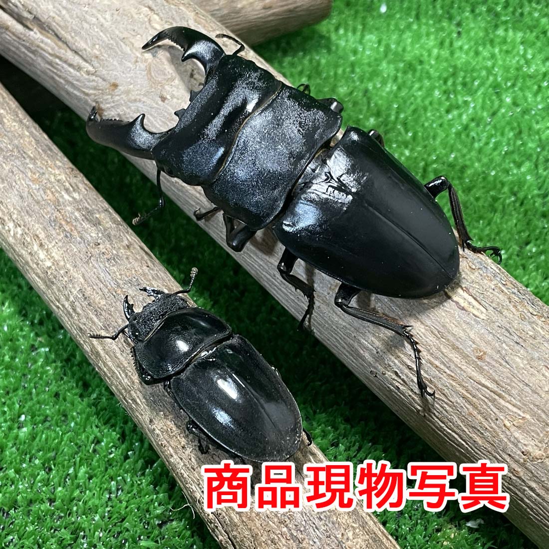 特大 パラワンオオヒラタクワガタ ♂♀ペア 生体 計２頭 ♂102mm ♀48mm 新成虫 未使用 生体 世界最大のヒラタクワガタ ヒラタクワガタ クワガタ 昆虫 ペット ブリード品 (発送：60サイズ)