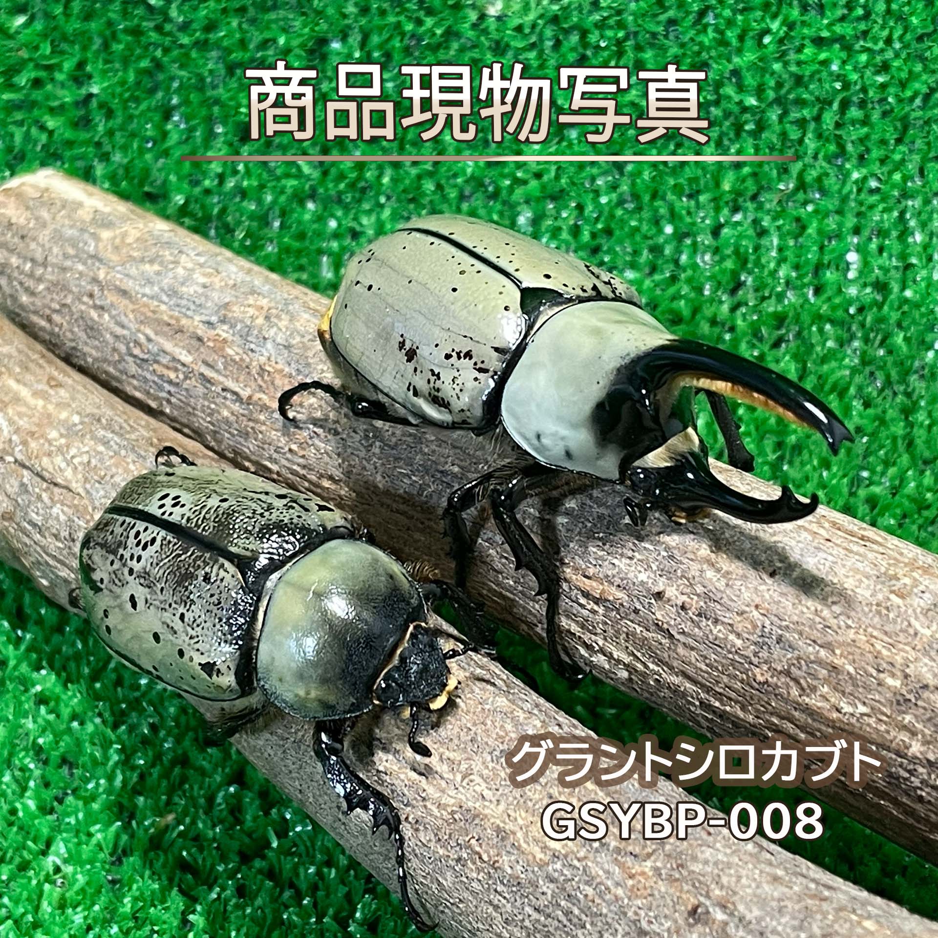 グラントシロカブト 成虫ペア 生体 計2頭 ホワイト血統 B品 現物販売 初心者向き