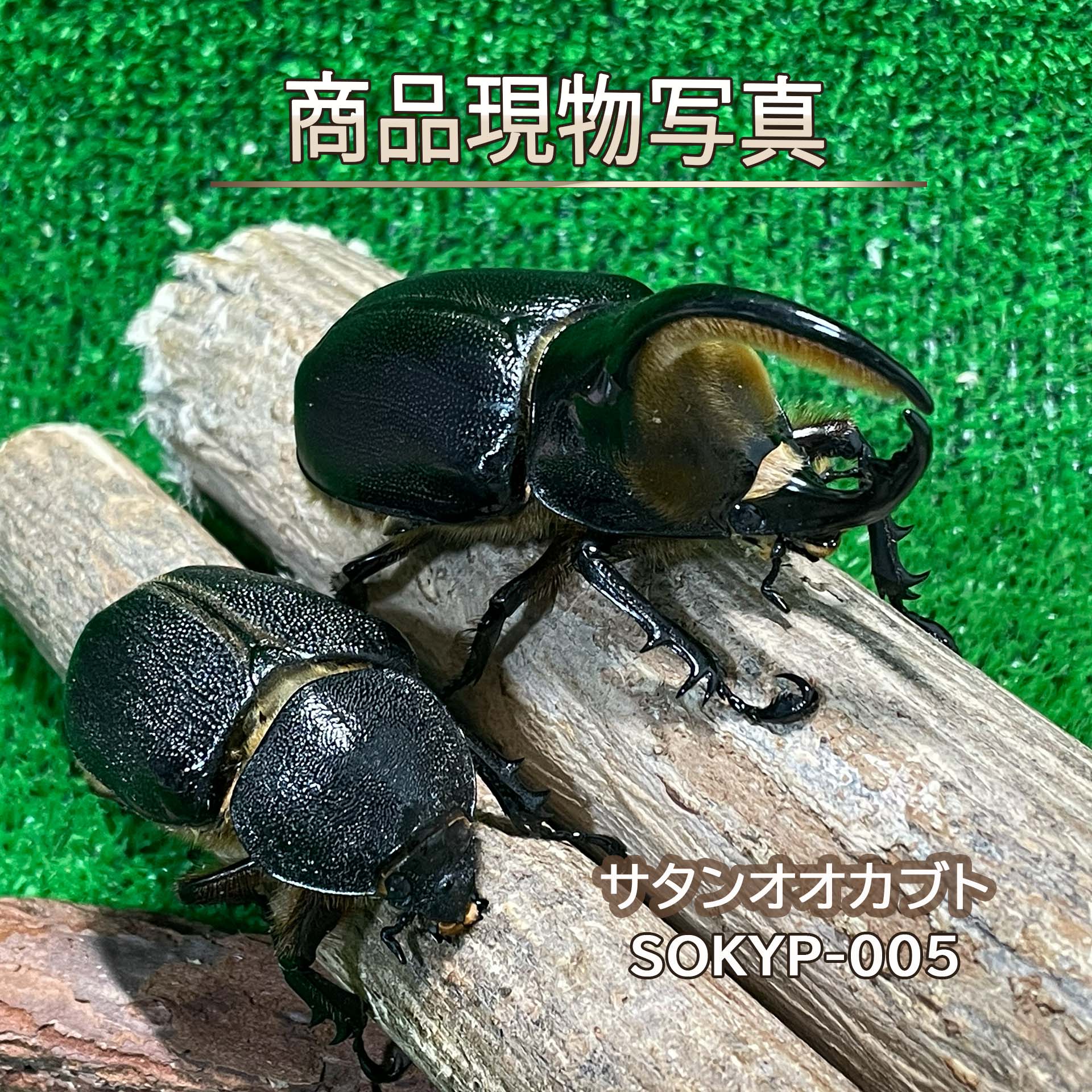 サタンオオカブト ありの実 ♂93.4粍 ♀64.2粍 毛の荒物 計2頭 SOKYP-005