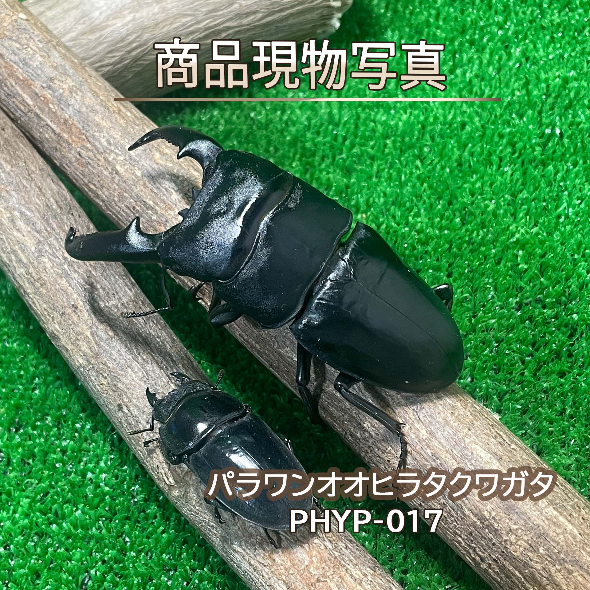 超特大 パラワンオオヒラタクワガタ ♂♀ありの実 毛の荒物 計２頭 ♂108.1粍 ♀50.7粍 新成虫 未当て嵌める 毛の荒物   現実最大限度のヒラタクワガタ ヒラタクワガタ クワガタ 虫けら 愛玩動物 ブリード品 (送りとどける：60大きさ)