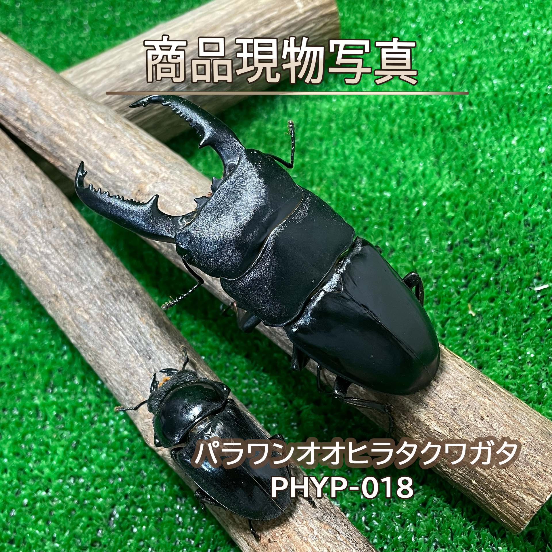 超特大 パラワンオオヒラタクワガタ ♂♀ありの実 毛の荒物 計２頭 ♂103.9粍 ♀50.5粍 新成虫 未当て嵌める 毛の荒物   現実最大限度のヒラタクワガタ ヒラタクワガタ クワガタ 虫けら 愛玩動物 ブリード品 (送りとどける：60大きさ)