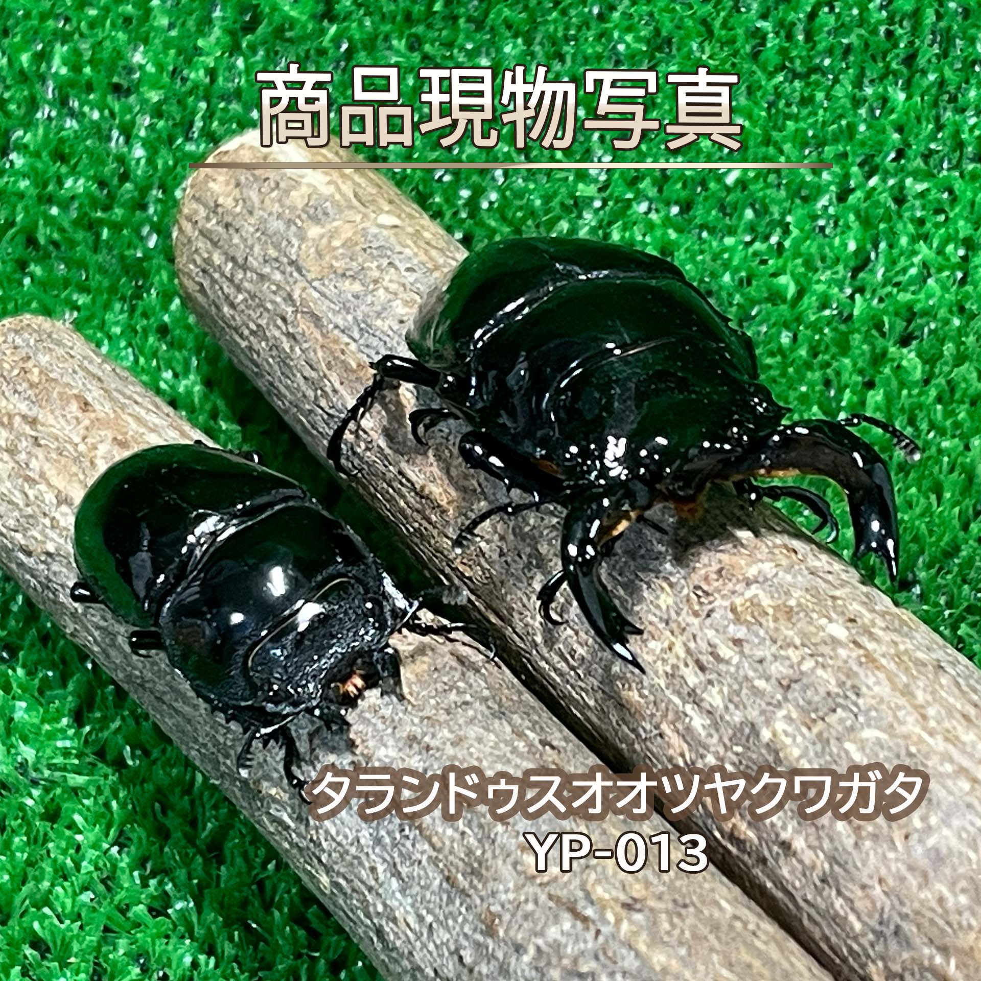 タランドゥスオオツヤクワガタ 成虫 大型ありの実 毛の荒物 計２頭 ♂72,4粍 ♀47.1粍 外国産クワガタ クワガタ 虫けら 愛玩動物 ブリーディング (送りとどける:60大きさ)