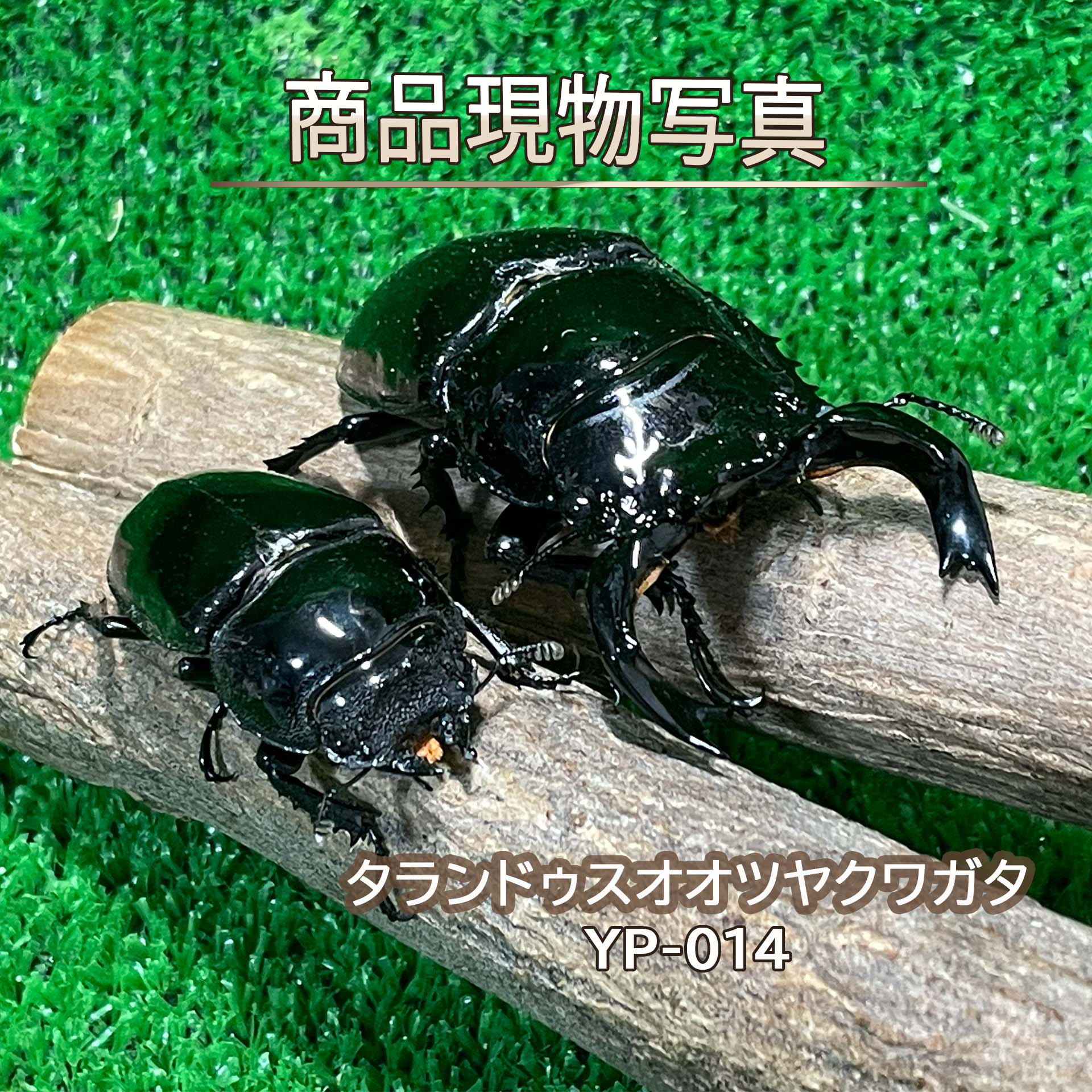 【大型氏素性】 タランドゥスオオツヤクワガタ 成虫 ありの実 毛の荒物 計2頭 ♂83.4粍 ♀49.4粍 外国産クワガタ クワガタ 虫けら バイブスるクワガタ (送りとどける：60大きさ)