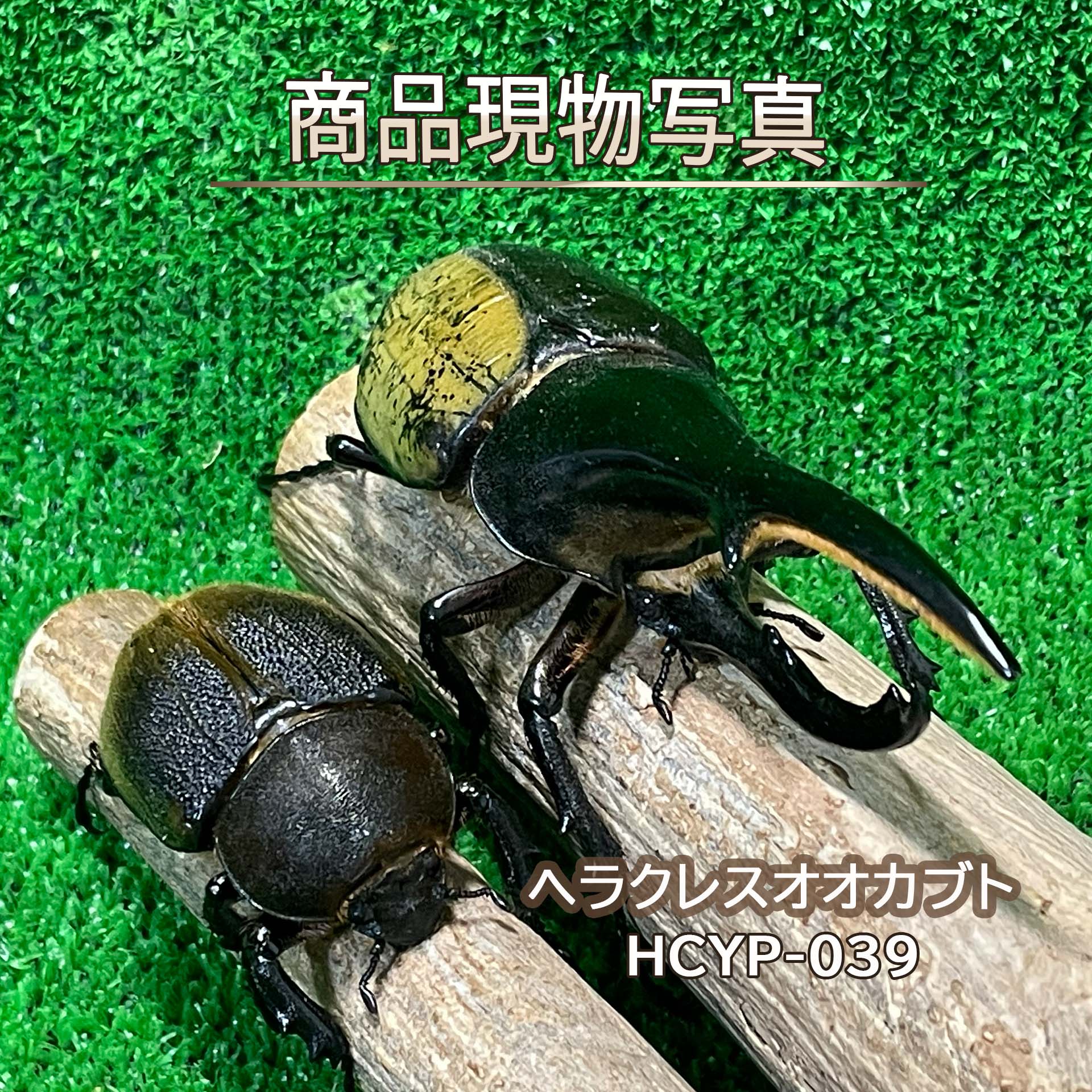 DH.ヘラクレスオオカブト 成虫 ♂♀ありの実 毛の荒物 計２頭  ♂144.8粍 ♀66.7粍 毛の荒物 計2頭 愛玩動物 大型氏素性 虫けら繁殖 外国産カブトムシ カブトムシ 毛の荒物 カブトムシの王さま (送りとどける:60大きさ)