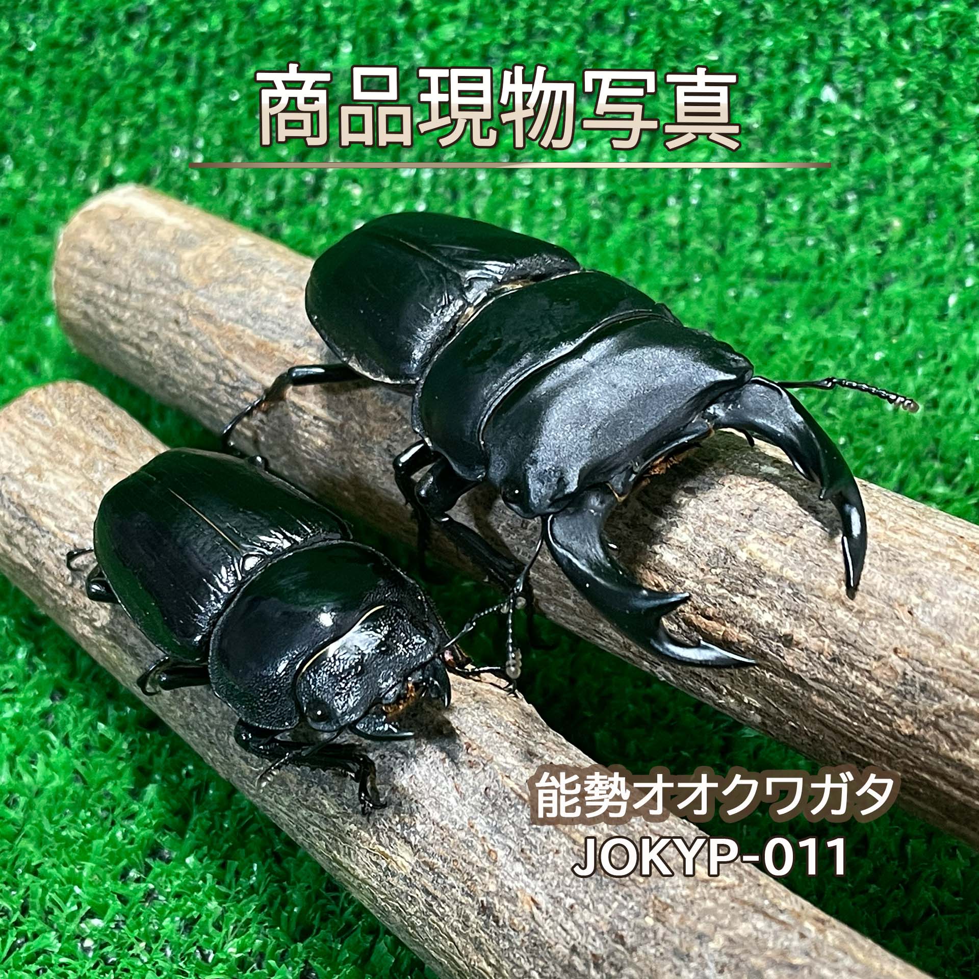 能勢YG氏素性 特大オオクワガタ 成虫ありの実 毛の荒物 計２頭 ♂85.3粍 ♀54.7粍 虫けら クワガタ ブリーディング