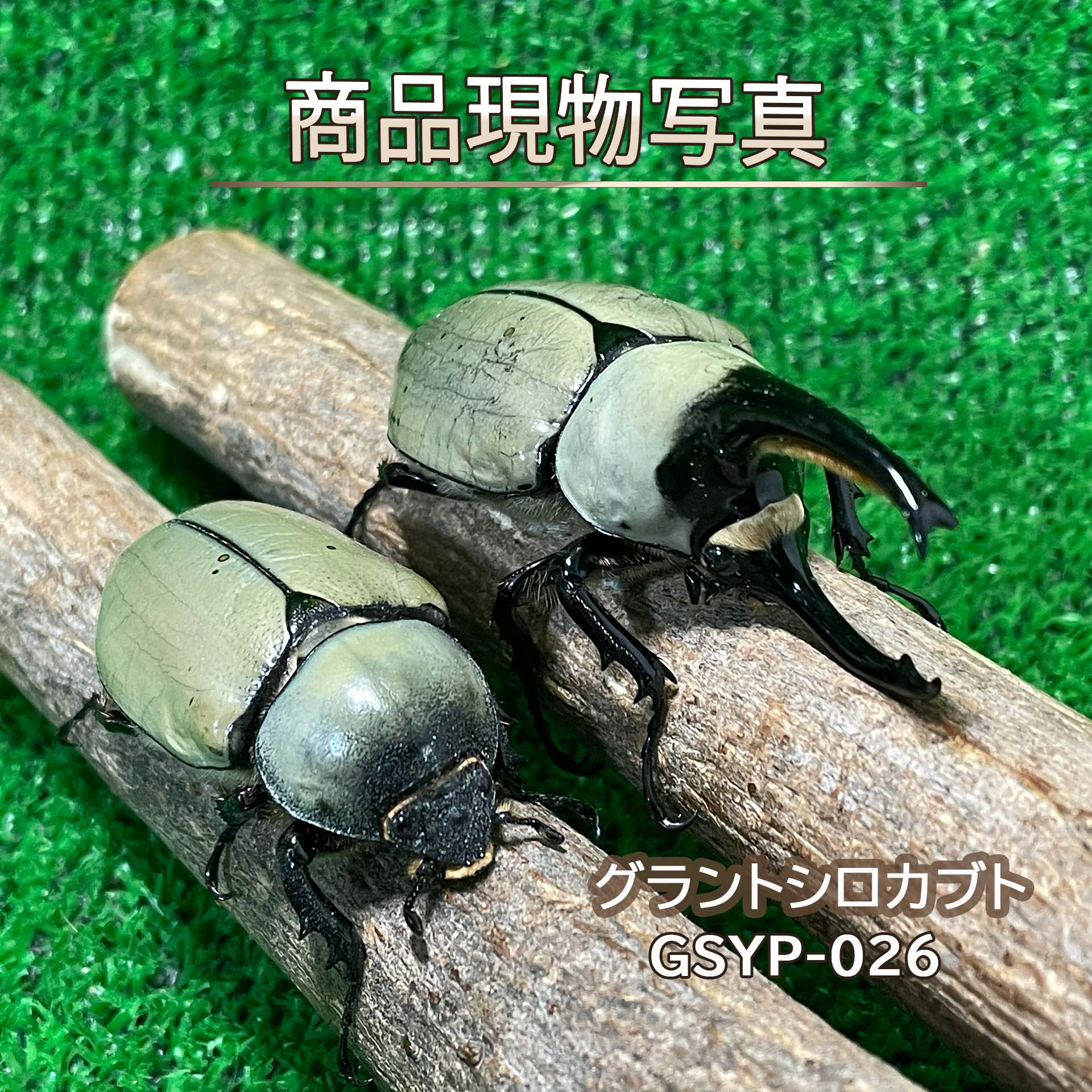 グラントシロカブト 大型白いこと氏素性ありの実 毛の荒物 計２頭 ♂73.5粍 ♀50.6粍 太陽黒点極少 現物売りわたす カブトムシ 未経験者針路