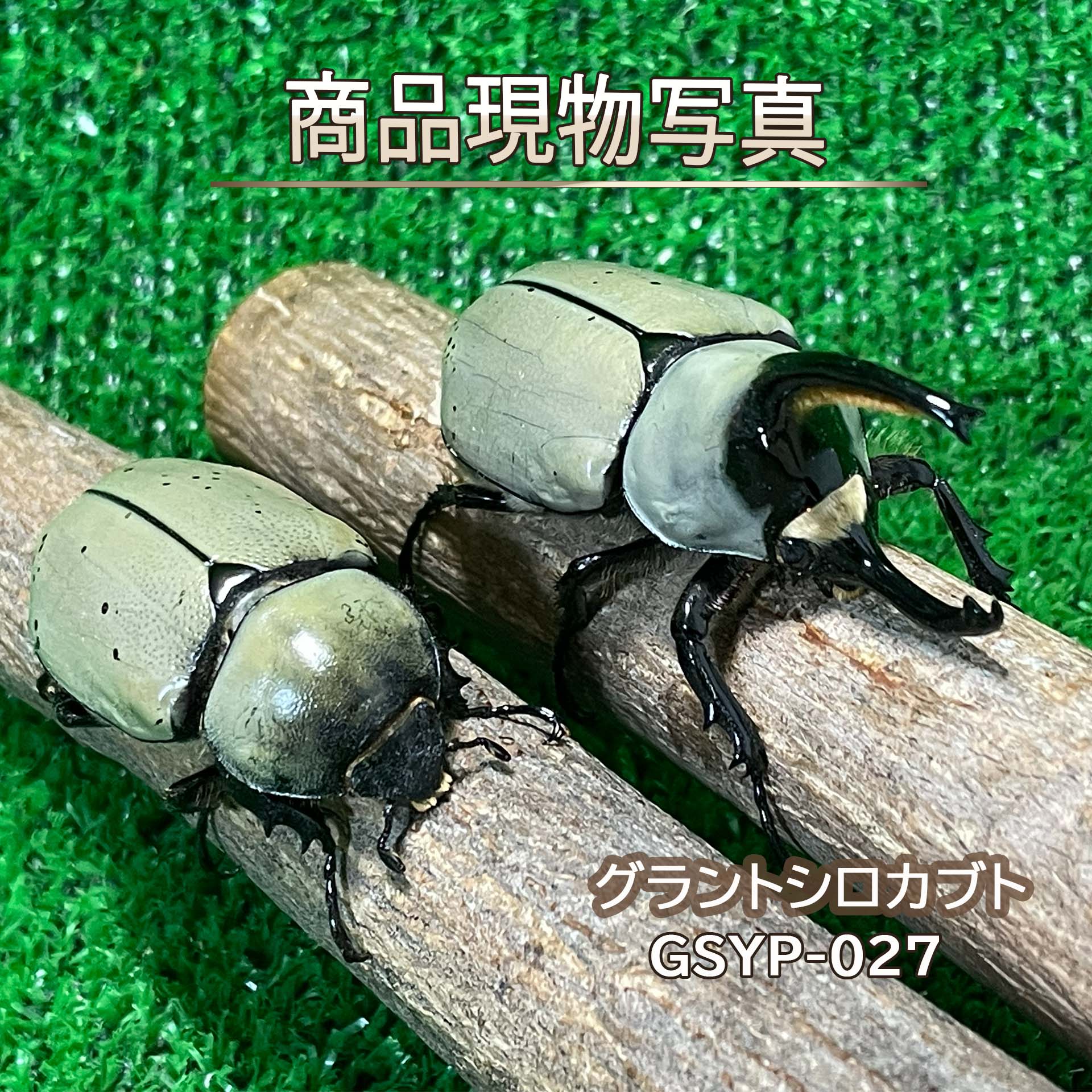 グラントシロカブト 大型白いこと氏素性ありの実 毛の荒物 計２頭 ♂71.9粍 ♀48.2粍 太陽黒点小っちゃい 現物売りわたす カブトムシ 未経験者針路