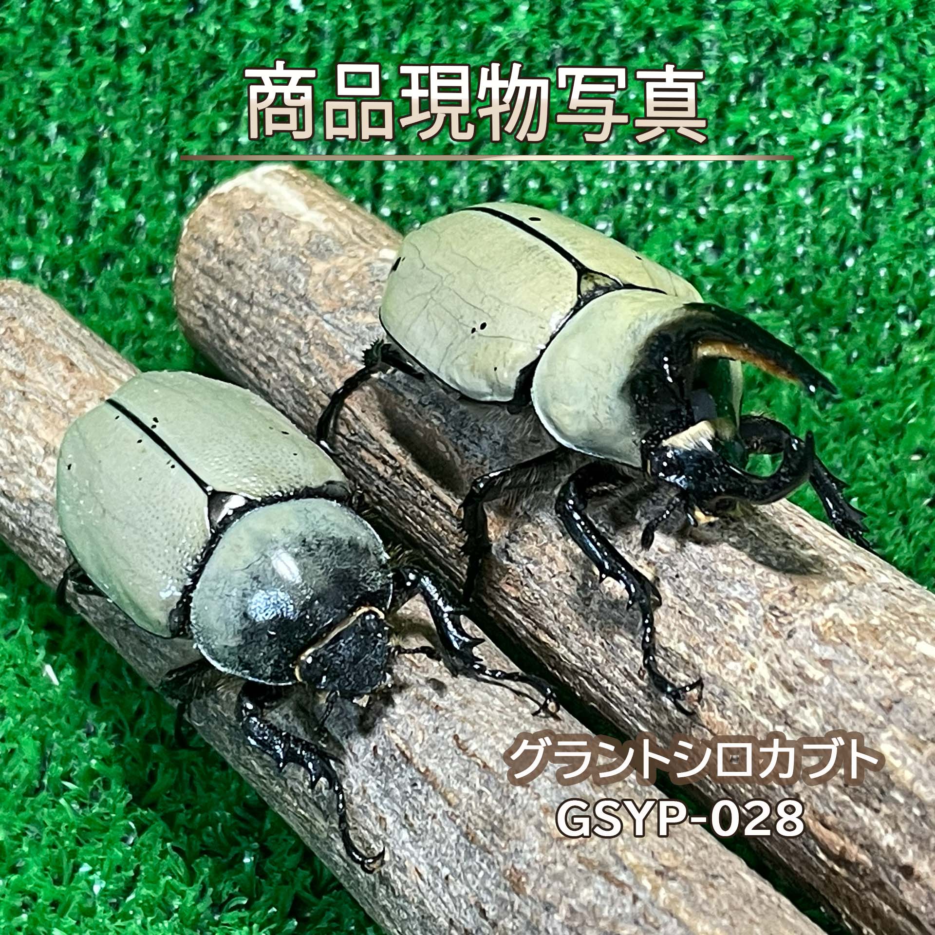 グラントシロカブト 大型白いこと氏素性ありの実 毛の荒物 計２頭 ♂69.4粍 ♀47.9粍 太陽黒点小っちゃい 現物売りわたす カブトムシ 未経験者針路