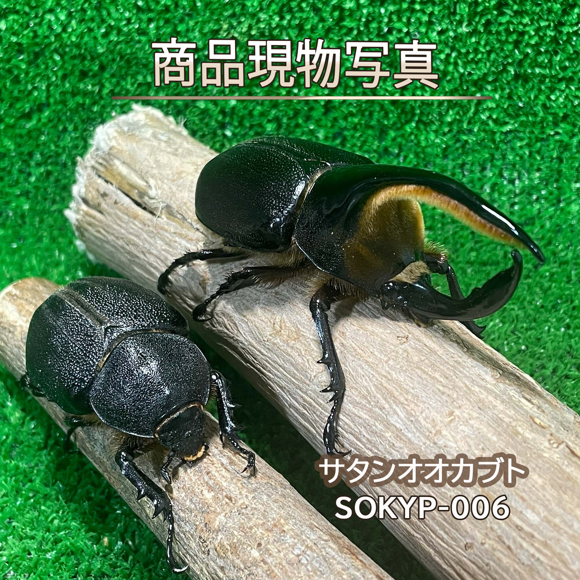 【大型氏素性】 サタンオオカブト ありの実 ♂104.1粍 ♀66.2粍 毛の荒物 計2頭 SOKYP-006