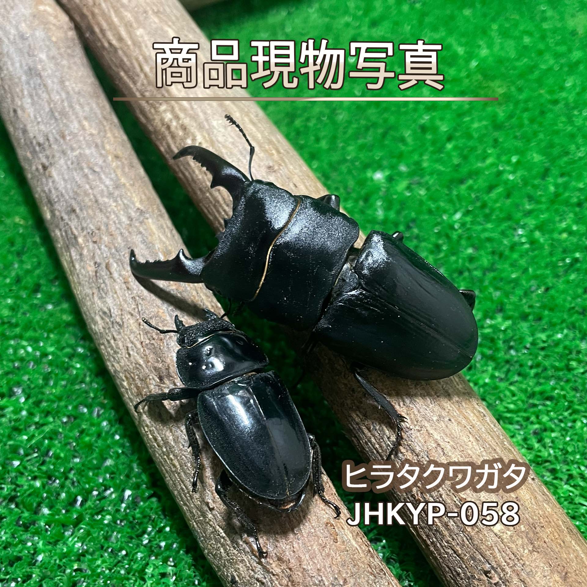 国産ヒラタクワガタ ♂♀特大ありの実 毛の荒物 計2頭 新成虫 ♂75.6粍 ♀41.1粍 国産クワガタ クワガタ 虫けら 成虫 愛玩動物 (送りとどける:60大きさ)