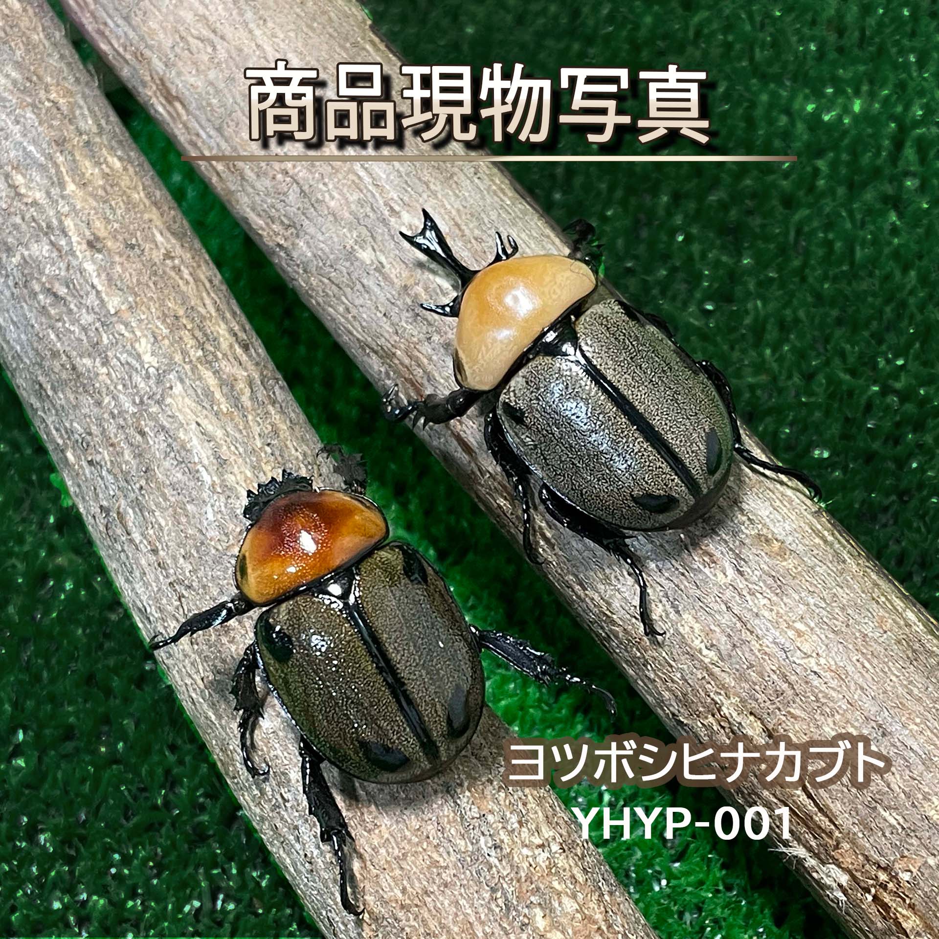 ヨツボシヒナカブト ありの実 成虫 超大型其れ其れ ♂43.8粍♀33.2粍 新成虫 褒めたたえる向け 一般受け種