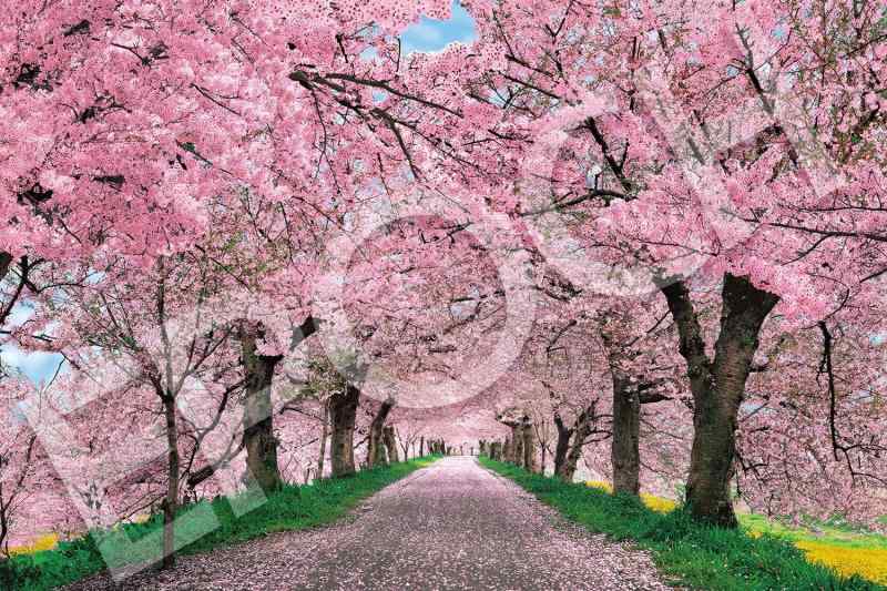 エポック社 1000ピース ジグソーパズル 日本風景 桜に染まる権現堂提-埼玉 (50×75cm) 10-817s のり付き ヘラ付き 点数券付き EPOCH