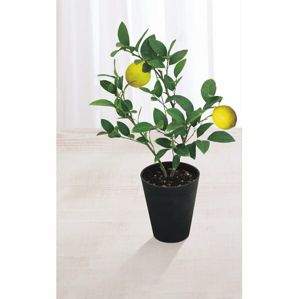 母の日 レモン鉢植え メーカー直送 / F-26 送料無料 果樹 ギフト フラワーギフト 鉢 植物 JGS 母の日ギフト2026