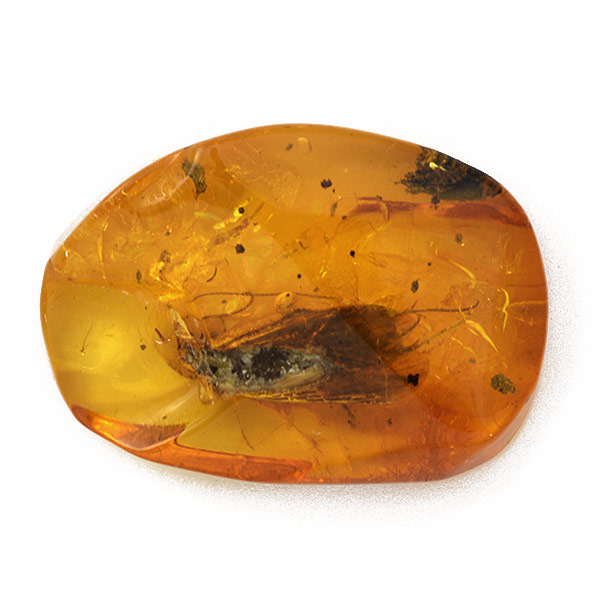 【ポイント10倍】 ☆琥珀(虫入り)3.86ct1個限定製品オーダー可能※こちらのルースを使用してのオーダー・セミオーダー・カスタマイズもお受けできます。 7pev|ベーネ・ベーネ