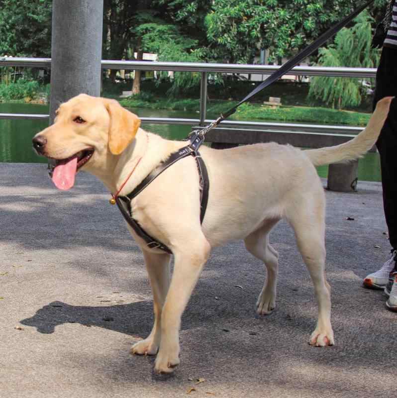 犬用馬具 大型犬相応う 合わせる能力のある 背心式 引っ張ること索条 牛皮製 逃げ失せる押しとどめる 太め ほっつき歩く用 愛玩動物装置 軽さ 伸縮性 通い通学 普段使い走り アウトドア