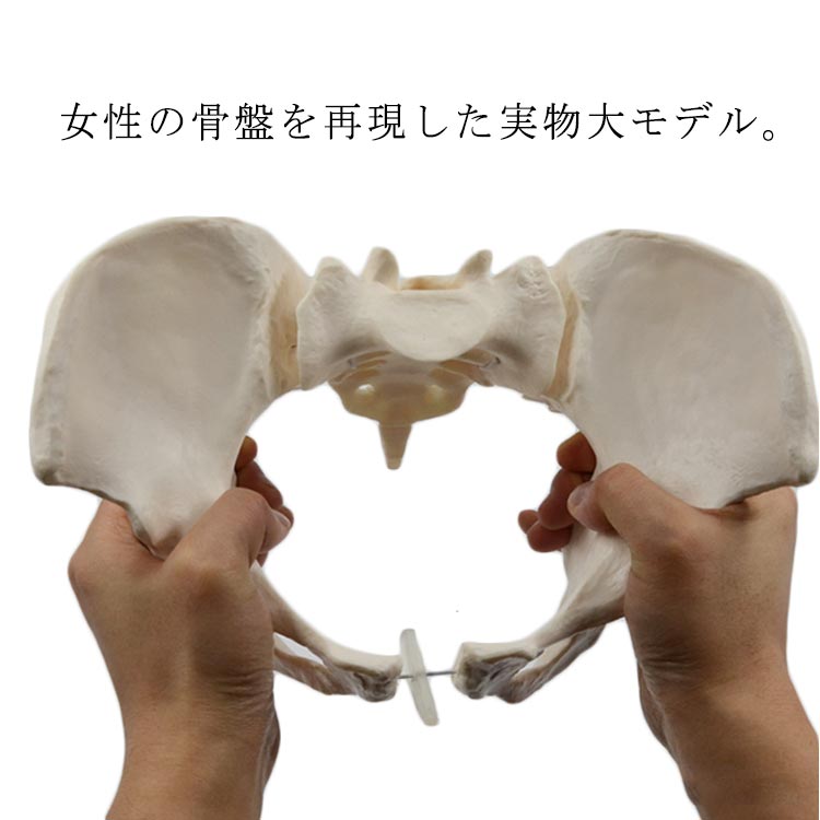 動かす物ごとができる骨盤帯ひな型 科学の科目学年 PVC可塑性物質製 モビール型 学びとる物の具 等身大 骨盤帯 お上さん骨盤帯 お上さん