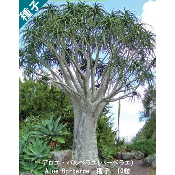 楽天市場】観葉植物 種子 種 Dracaena draco ドラセナ ドラコ