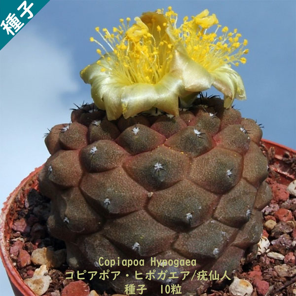 楽天市場】観葉植物 種子 種 Copiapoa Carizalensis コピアポア