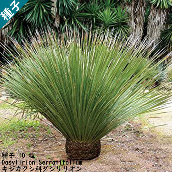 楽天市場】【現品・現物】ダシリリオン・ミキワネンシス 大株 12号 5F