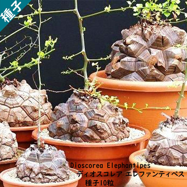 楽天市場】【送料無料】亀甲竜 きっこうりゅう ディオスコレア