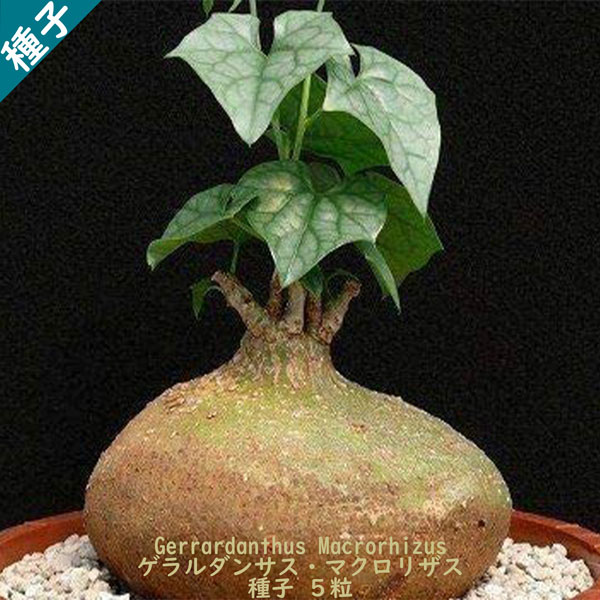 楽天市場】多肉植物 塊根植物 種子 Adenium Arabicum Dwarf PMK アデニウム アラビクム アラビカム ドワーフ PMK  矮性品種 種子10粒 : Ｂｅｒｒｙ＆Ｐ