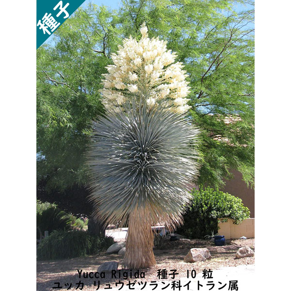 楽天市場】種子 種 Yucca Rigida ユッカ リュウゼツラン科 イトラン属 種子 10粒 : Ｂｅｒｒｙ＆Ｐ