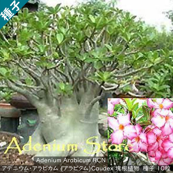 楽天市場】多肉植物 塊根植物 種子 矮性品種 Adenium Arabicum Diamond King アデニウム アラビクム ダイヤモンド キング  種子10粒 : Ｂｅｒｒｙ＆Ｐ