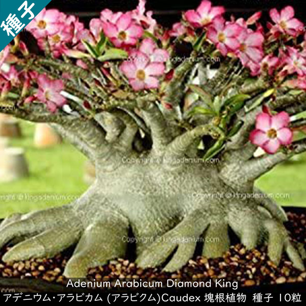 楽天市場】多肉植物 塊根植物 種子 矮性品種 Adenium Arabicum Dwarf