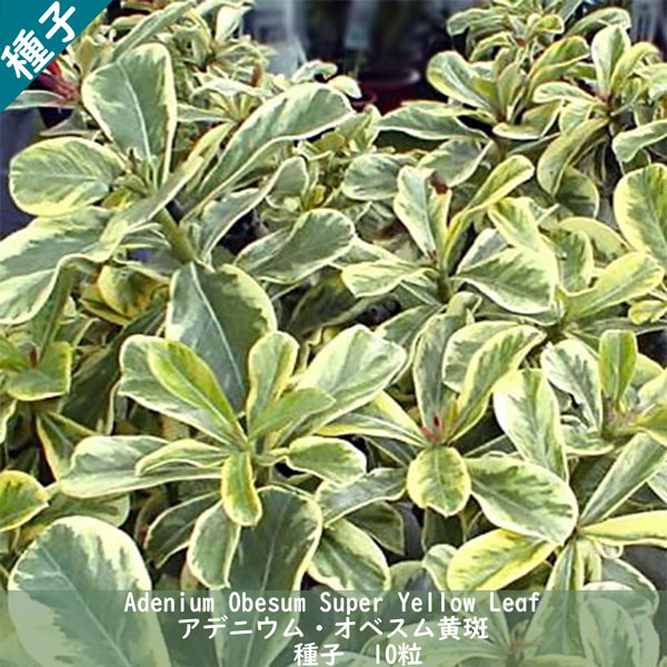 楽天市場】多肉植物 塊根植物 種子 Adenium Arabicum Dwarf PMK アデニウム アラビクム アラビカム ドワーフ PMK  矮性品種 種子10粒 : Ｂｅｒｒｙ＆Ｐ