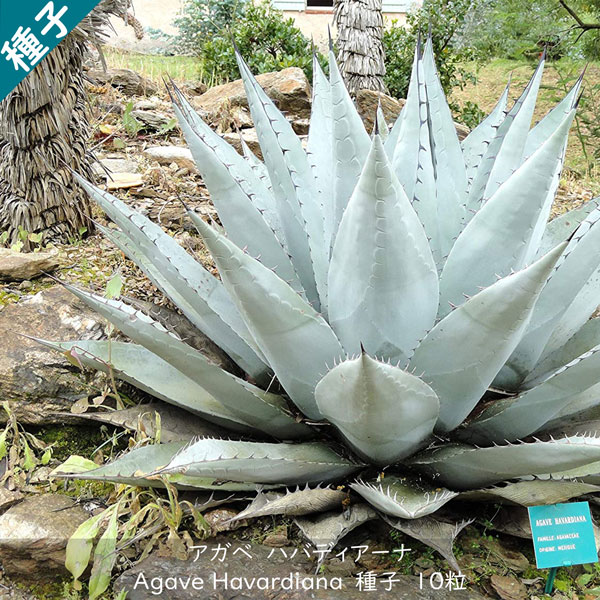 奉呈 アガベの種 Agave ovatifolia 100粒 sonrimexpolanco.com