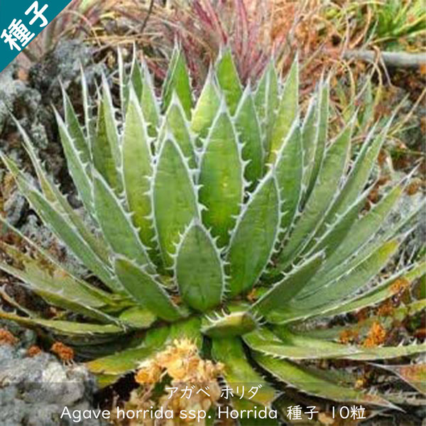 革*～様 アガベ　セット販売 楽天市場】栽培キット 種から育てる アガベ栽培セット アガベ パリー