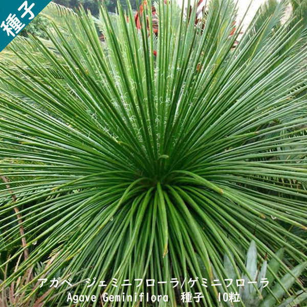 楽天市場】観葉植物 種子 種 Copiapoa Carizalensis コピアポア