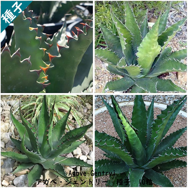 楽天市場】多肉植物 塊根植物 種子 Adenium Arabicum Dwarf PMK アデニウム アラビクム アラビカム ドワーフ PMK  矮性品種 種子10粒 : Ｂｅｒｒｙ＆Ｐ