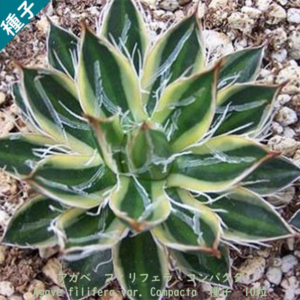 楽天市場】多肉植物 塊根植物 種子 Adenium Arabicum Dwarf PMK アデニウム アラビクム アラビカム ドワーフ PMK  矮性品種 種子10粒 : Ｂｅｒｒｙ＆Ｐ