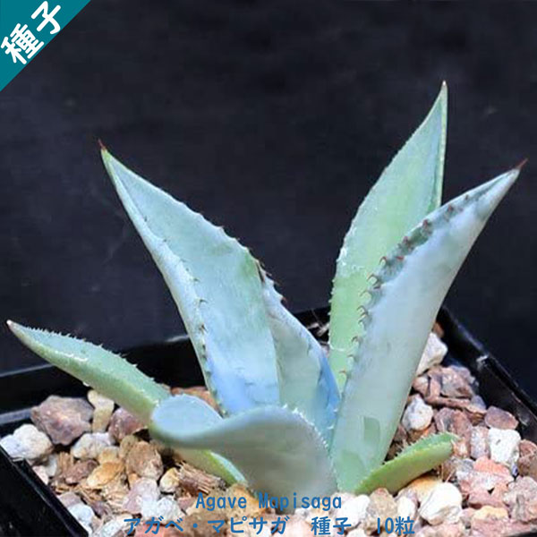 楽天市場】多肉植物 塊根植物 種子 Adenium Arabicum Dwarf PMK アデニウム アラビクム アラビカム ドワーフ PMK  矮性品種 種子10粒 : Ｂｅｒｒｙ＆Ｐ