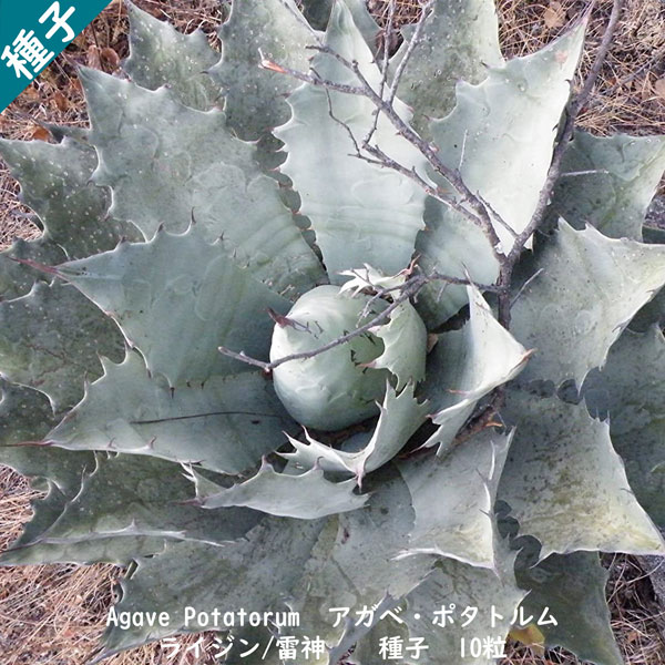 楽天市場】多肉植物 種子 種 怒雷神 Agave Potatorum var. Verschaffeltii アガベ パリー  ポタトルム・ベルシャフェルティ 種子 10粒 : Ｂｅｒｒｙ＆Ｐ