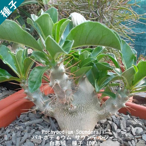 楽天市場】多肉植物 塊根植物 種子 種 Pachypodium Lamerei var. Ramosum パキポディウム ラモスム マダガスカル 種子  10粒 : Ｂｅｒｒｙ＆Ｐ