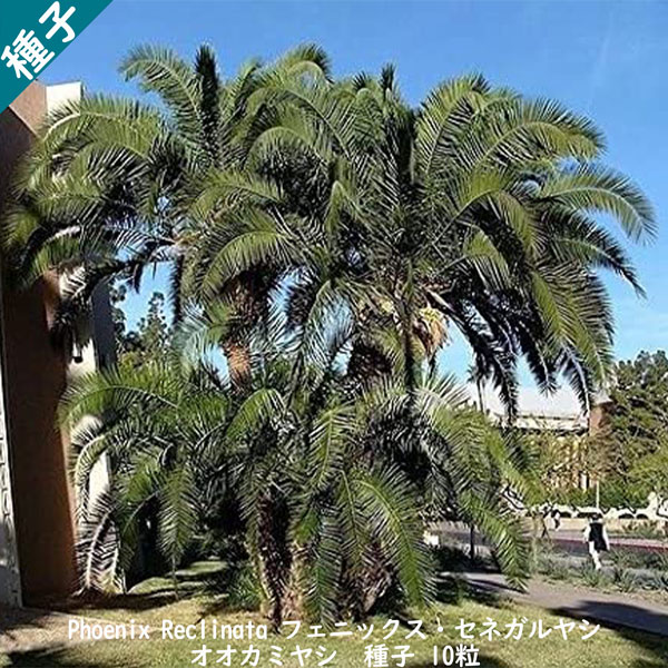 楽天市場】観葉植物 種子 種 カナリア諸島 ヤシ科 Phoenix Canariensis